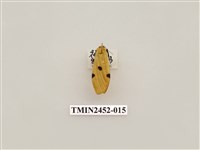 藏品(藍緣苔蛾)的圖片